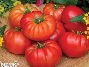 بذر گوجه فرنگی غول F1