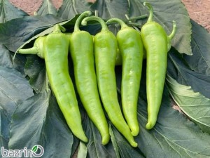 بذر فلفل چارلستون سبز شیرین