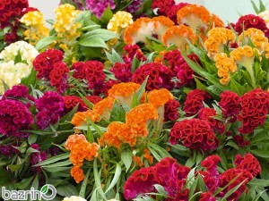 بذر گل تاج خروس چتری الوان