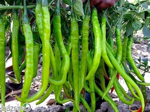 بذر فلفل سوزنی سبز تند