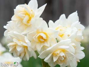 پیاز ممتاز نرگس شصت پر(10 عددی)