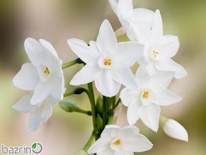 پیاز نرگس کریسمس درشت( 1 عددی )