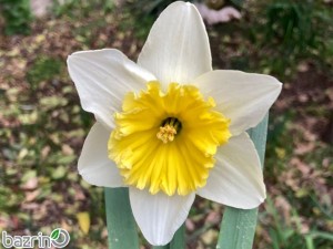 پیاز نرگس آیس فلیس(5 عددی)