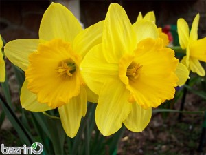 پیاز نرگس ژونکی زرد(5 عددی)