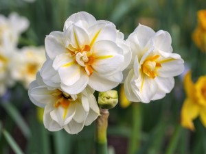 پیاز نرگس چرفولنس هلندی (۵ عددی)