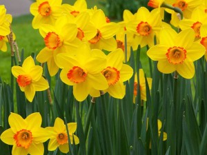 پیاز نرگس ژونکی لب ماتیکی هلندی(۵ عددی)