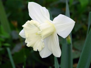 پیاز نرگس ژونکی سفید هلندی(۵ عددی)