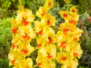 پیاز گلایول طلایی هلندی (۵ عددی)