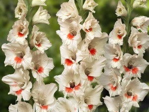 پیاز گلایول سفید هلندی (۵ عددی)