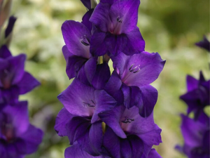 پیاز گلایول بنفش هلندی (۵ عددی)