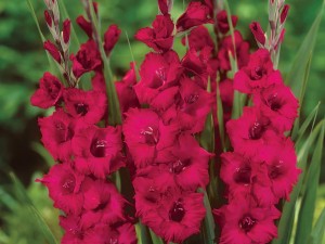 پیاز گلایول ارغوانی هلندی (۵ عددی)