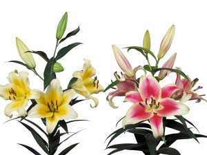 پیاز لیلیوم هلندی معطر(۲عددی)