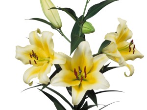 پیاز گل لیلیوم زرد لب سفید هلندی معطر تکی