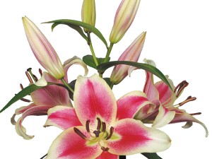 پیاز گل لیلیوم صورتی لب سفید معطر هلندی تکی