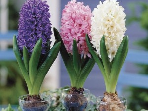 پیاز گل سنبل هلندی میکس (۱۰ عددی)