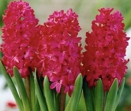 پیاز گل سنبل قرمز هلندی