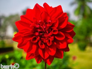 پیاز گل کوکب قرمز(سایز بزرگ)