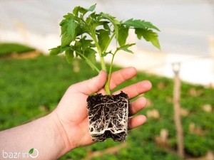 هورمون رشد و ریشه زایی اکسین