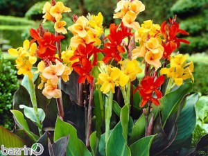 پیاز گل اختر قرمز و زرد