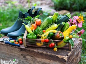 پکیج بذر صیفی جات پاییزه(مناطق گرمسیری)