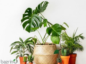 پکیج کود گل و گیاهان آپارتمانی