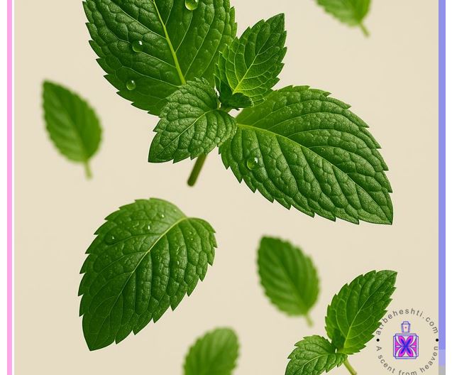 اسانس نعنا آدامسی