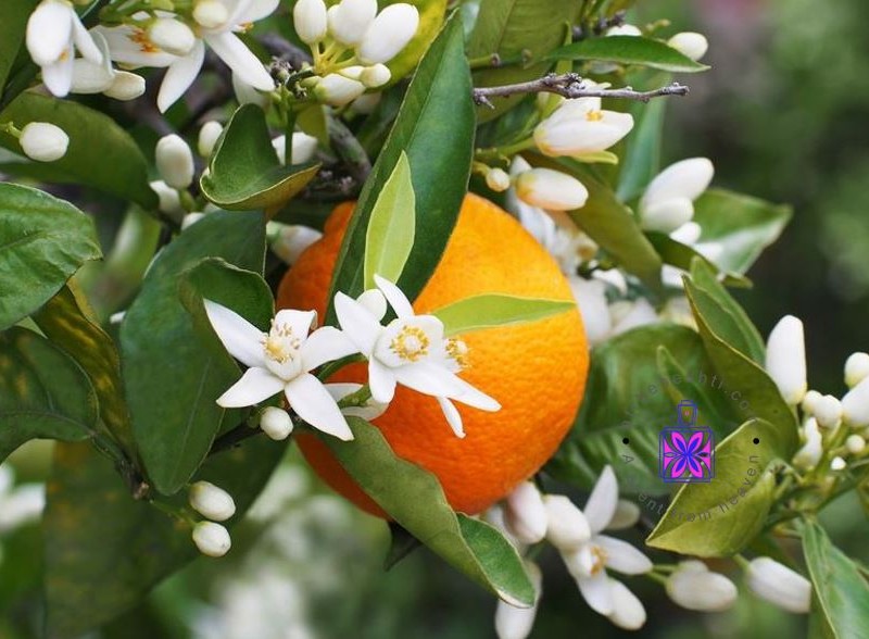 عطر گرمی گل بهار نارنج