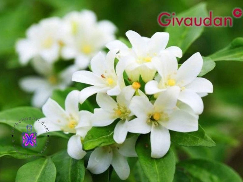 عطر یاس رازقی ژیوادان