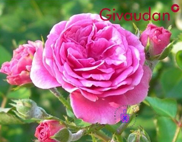 عطر گل محمدی ژیودان