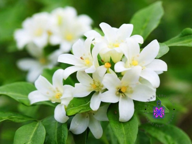 عطر گل یاس رازقی