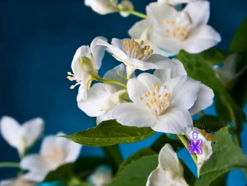 عطر یاس سفید