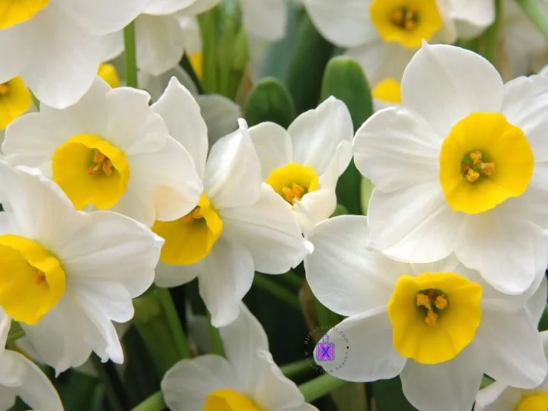 عطر گل نرگس (نارسیس)