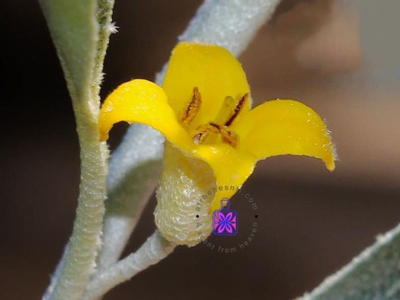 عطر گرمی گل سنجد