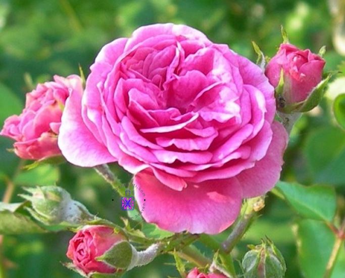 عطر گرمی گل محمدی