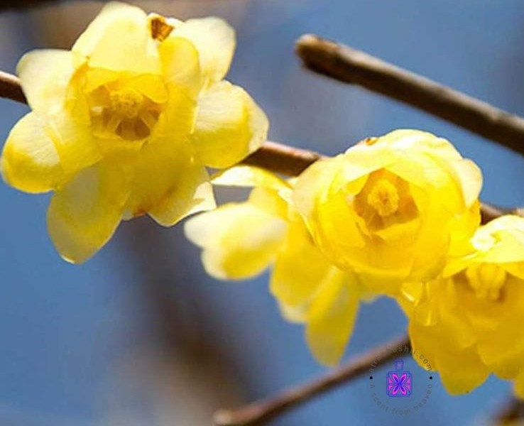 عطر گرمی گل یخ