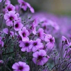 اسانس بنفشه