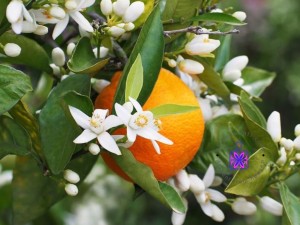 عطر گرمی گل بهار نارنج