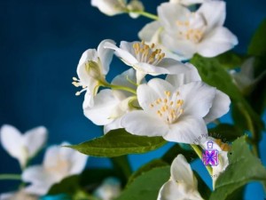 عطر یاس سفید