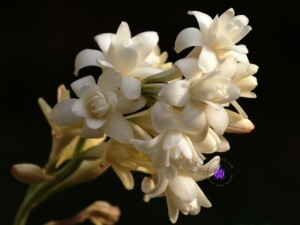 عطر گل مریم