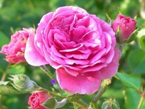 عطر گرمی گل محمدی