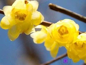 عطر گرمی گل یخ