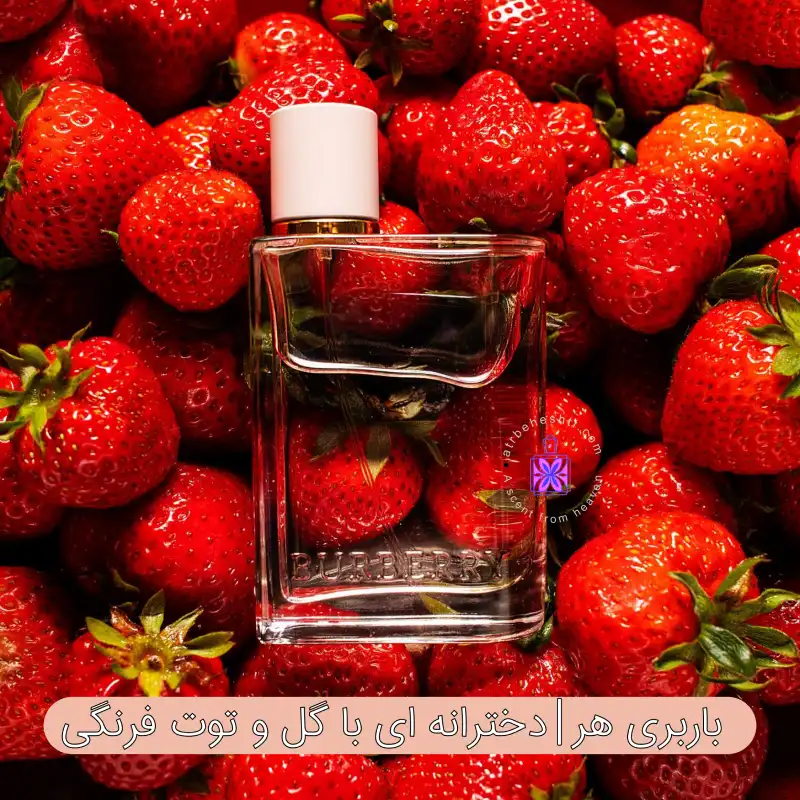 باربری هر|دخترانه ای با گل و توت فرنگی - عطر بهشتی