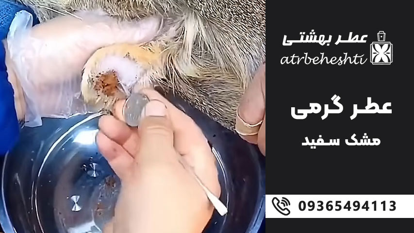 عطر گرمی مشک سفید