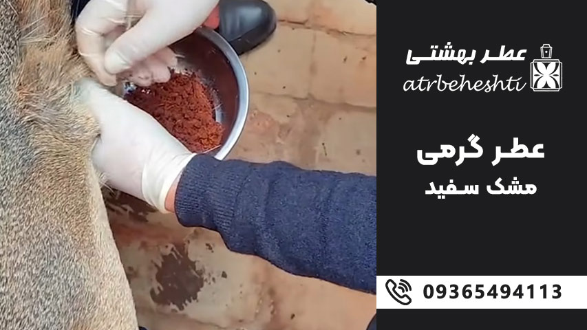 مشک و عنبر چیست و چه تفاوتی دارند؟