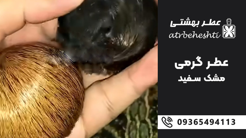 مشک سفید مایع چیست و چه تفاوتی با سایر انواع مشک دارد؟