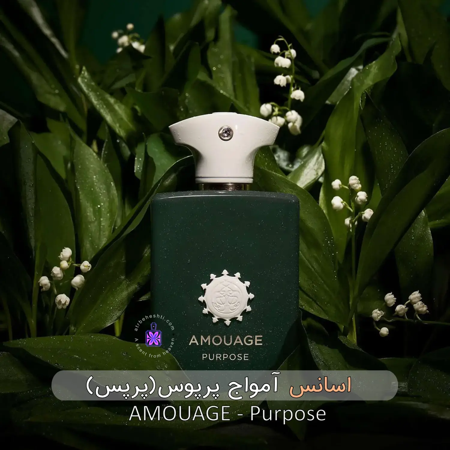 اسانس عطر گرمی آمواج پرپوس (پرپس)| Amouage Purpose - عطر بهشتی