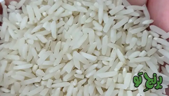 برنج شیرودی از انواع برنج ایرانی