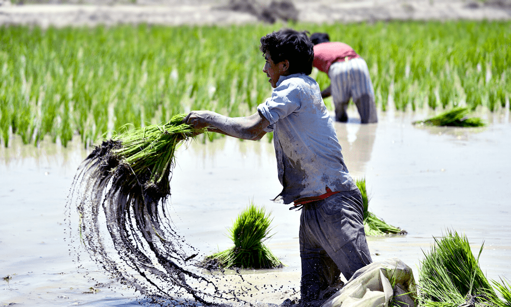 مرحله کاشت برنج