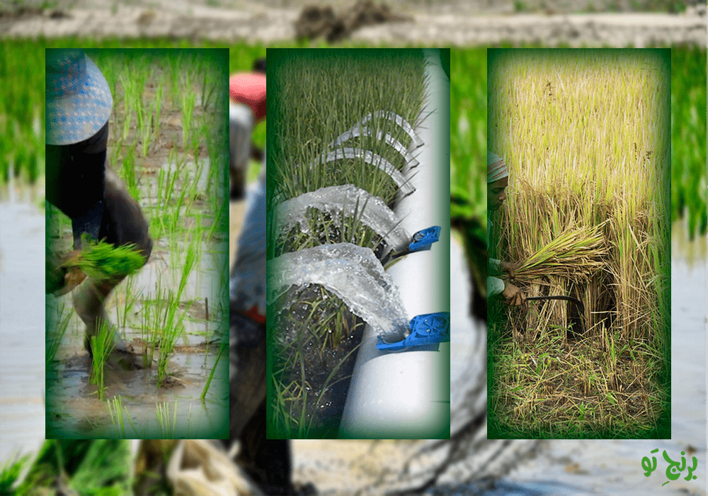 مراحل کاشت، آبیاری و برداشت برنج