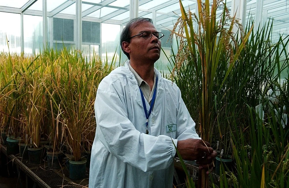 برنج تراریخته اصلاح ژنتیک شده